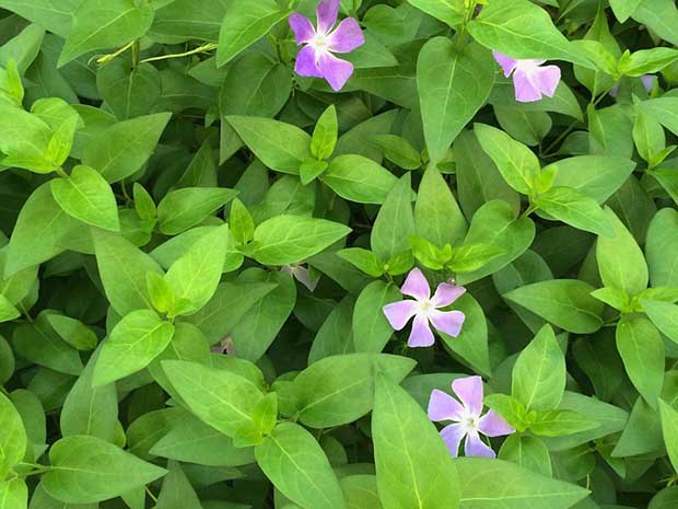 Great Groundcovers