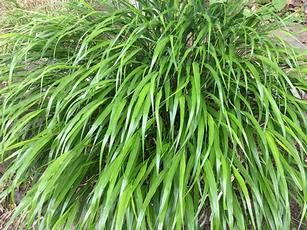 Ornamental Grasses for Shade