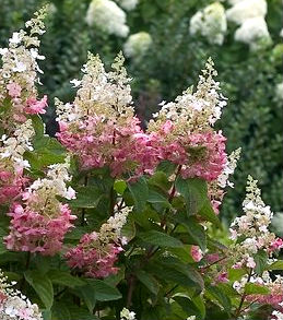 hydrangea pinky winky proven winners