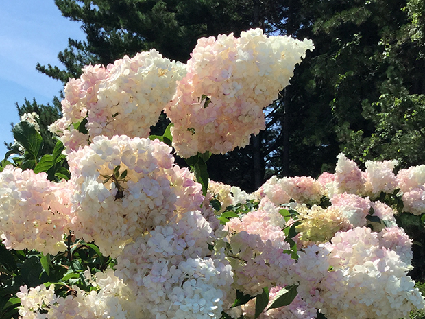 Pruning Smooth & Panicle Hydrangeas