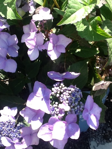 hydrangeatwist