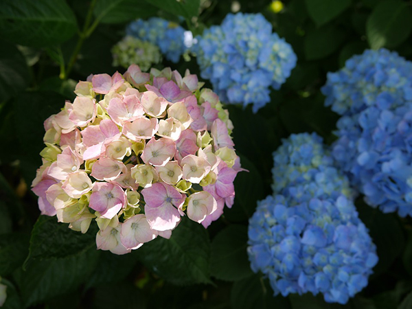 Hydrangea Types We Love