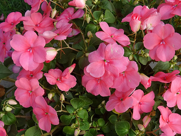 Impatiens & Downy Mildew