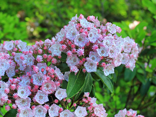 Shrubs for Shade