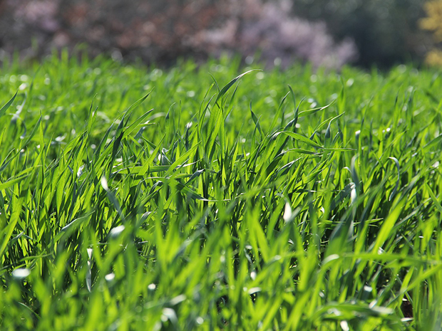 Fall Lawn Care