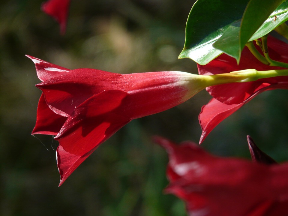 Vines that Flower