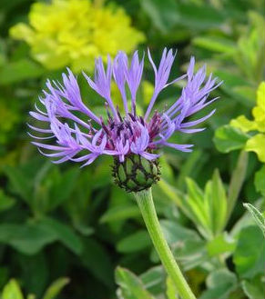 mountain bluet prides corner