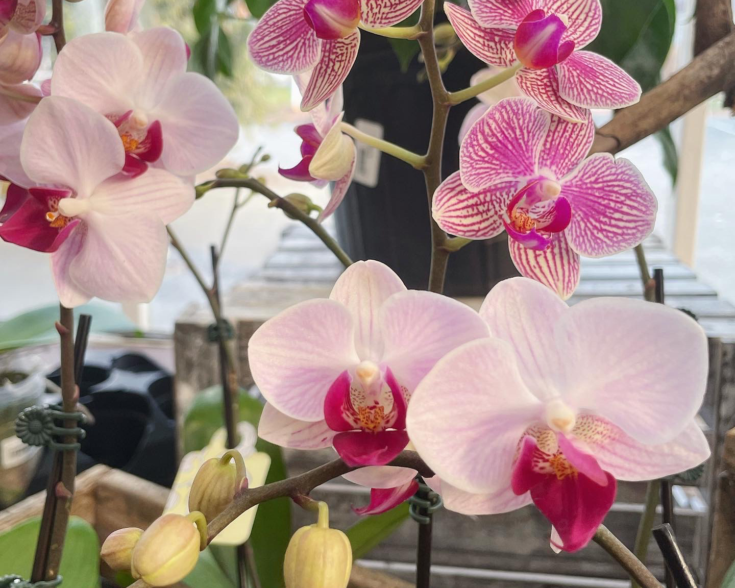 Orchid Phalaenopsis Care