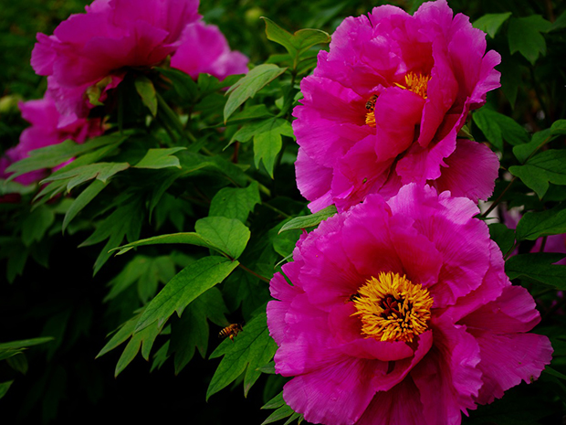 Peonies