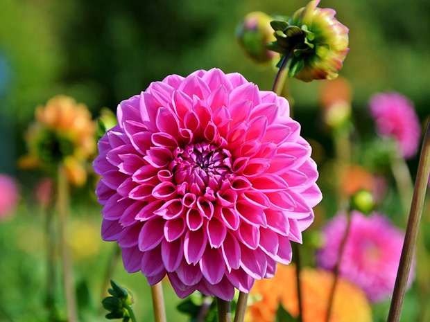 Dahlias – Delightfully Diverse