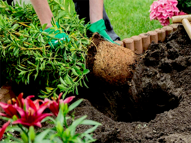 Planting Instructions for Trees & Shrubs