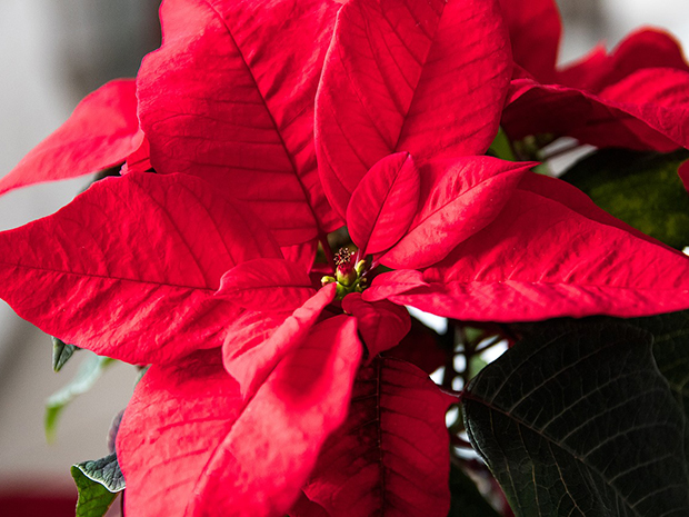 Poinsettia Care