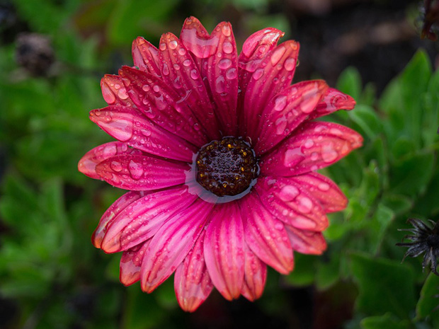 Wet Weather Garden Tips