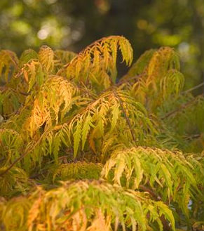 rhus tiger eyes prides corner