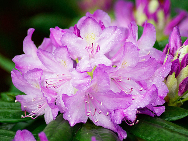 Rhododendron Roseum Pink