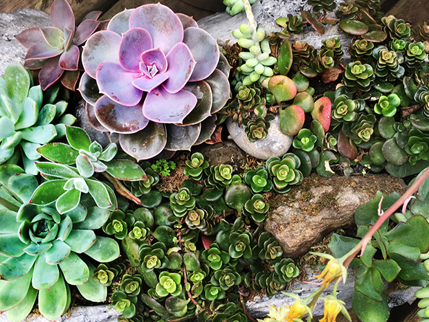 Succulents & Cacti