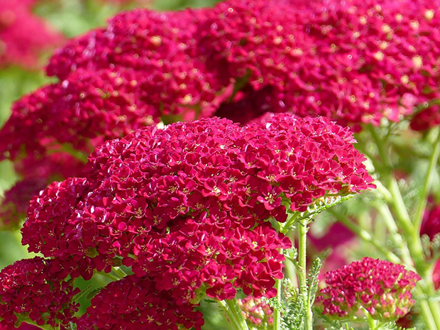 Summer Bloomers