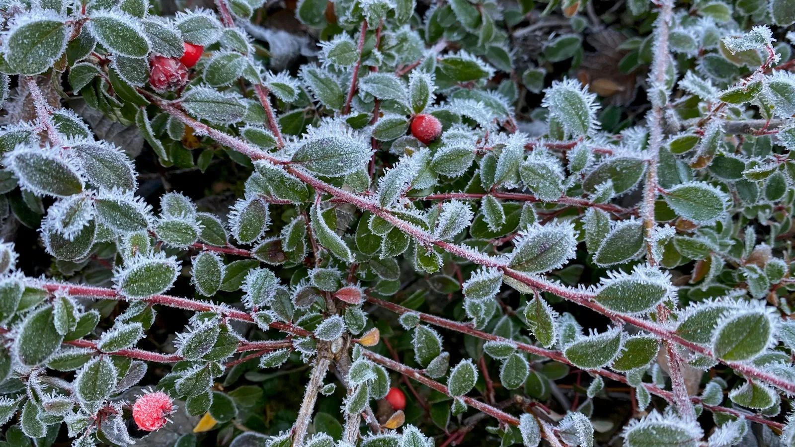 Winterizing Your Plants