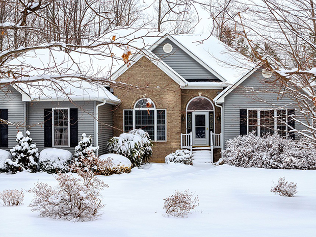 Winterizing Shrubs