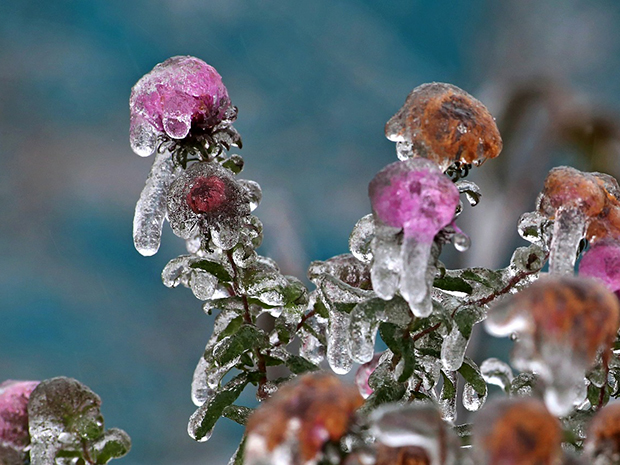 Winterizing Plants