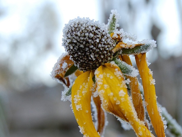 Winterizing Your Perennials