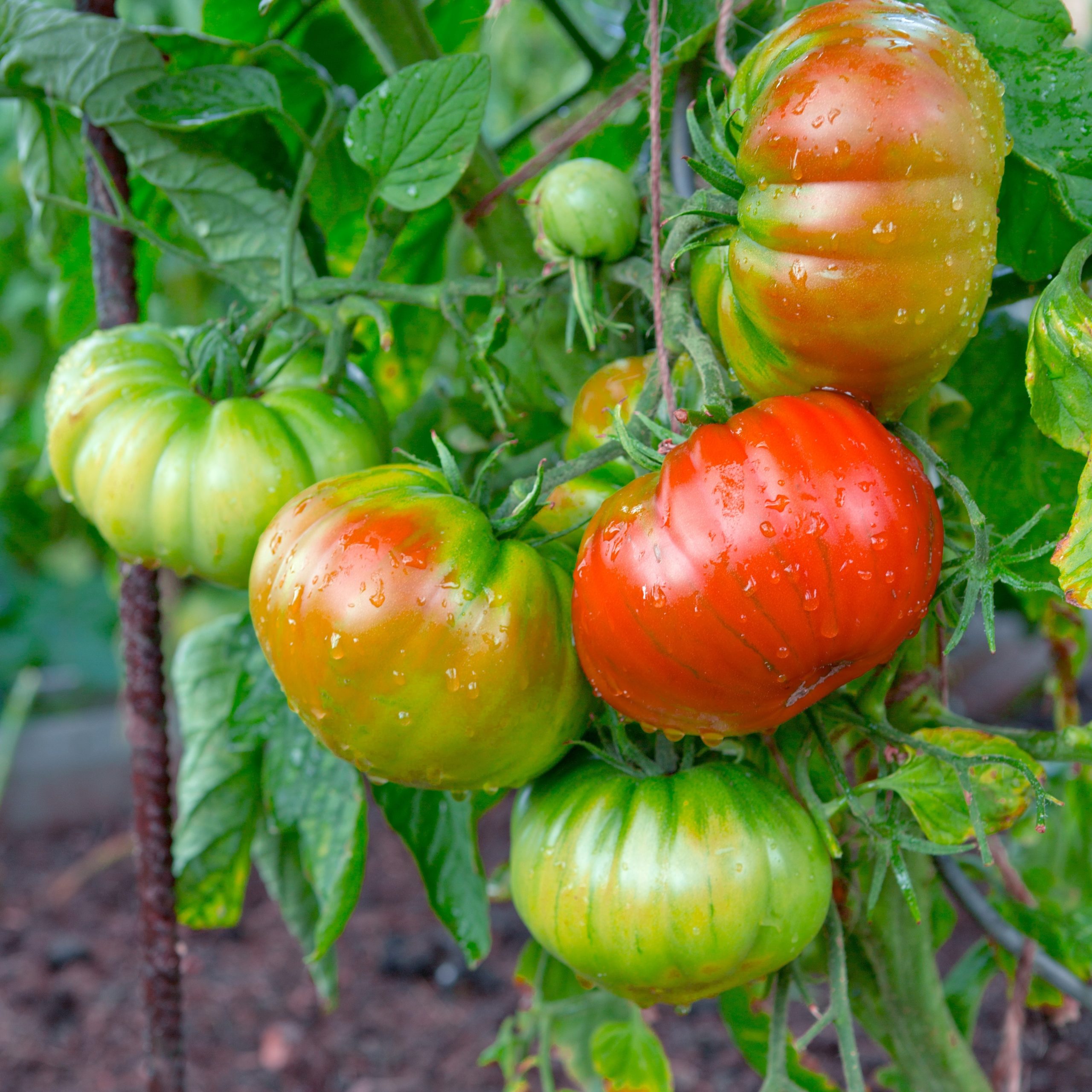 June Growing Tips for Edibles