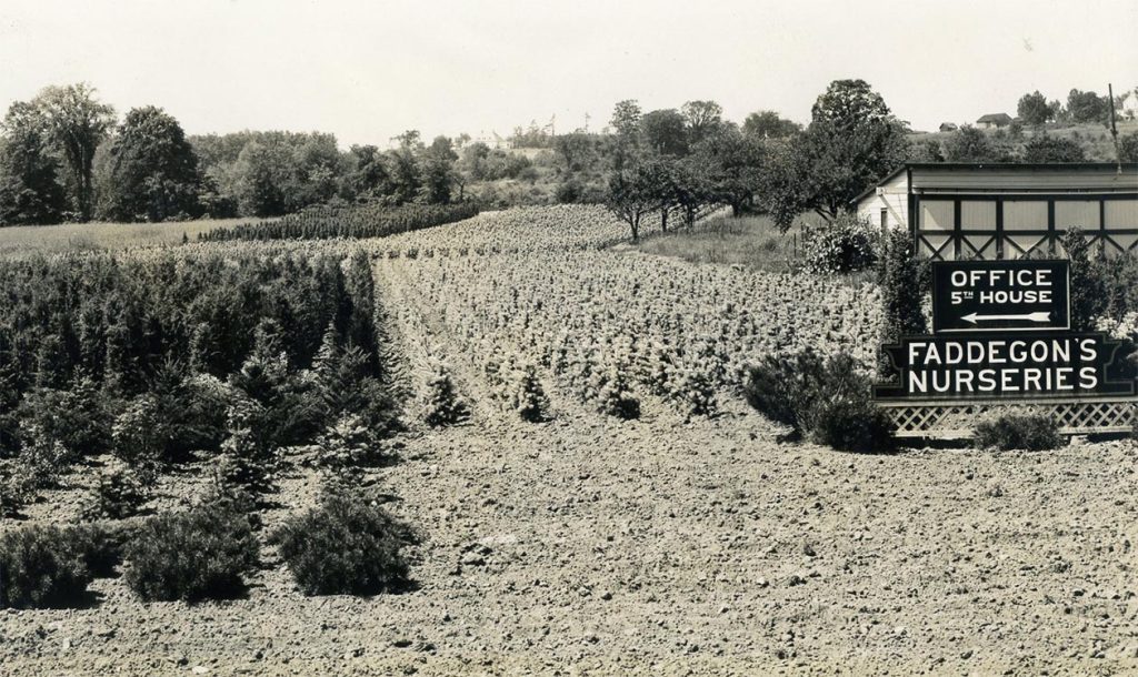 Faddegon's Nursery - Vintage Image