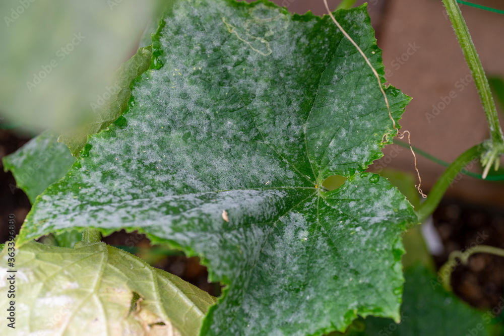 Powdery Mildew