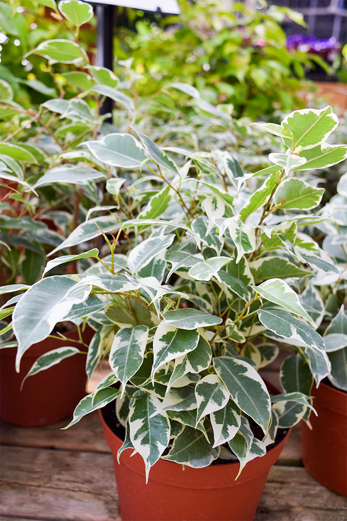 BENJAMINA-SM Ficus