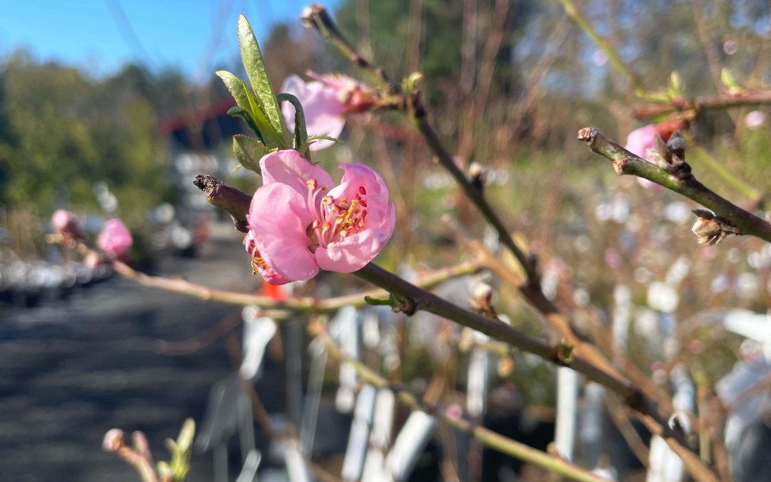 Fruit tree Planting & Care Tips