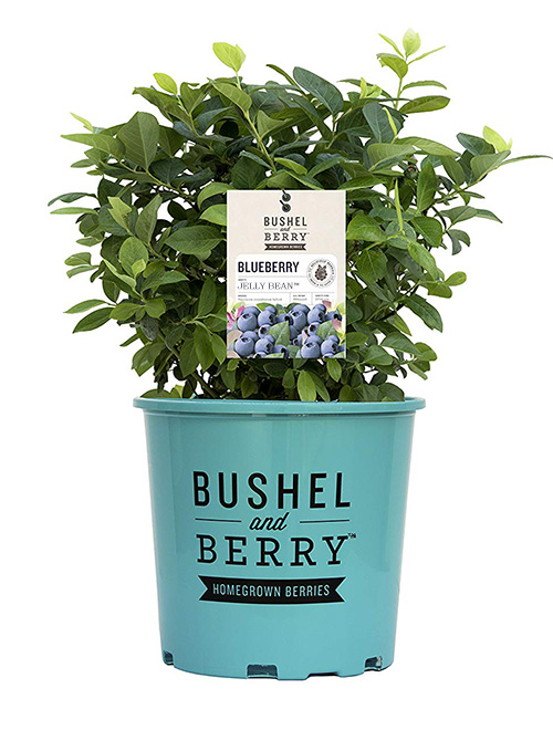 JELLY-BEAN-PLANT Bushel and Berry™ Jelly Bean™ Blueberry - The Perfect Berry Bush for Small Spaces