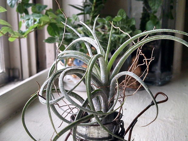 Light as Air – Tillandsias