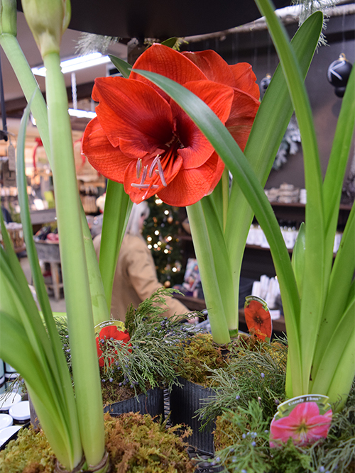 amaryllis-500 Your Holiday Decorating & Gift Guide