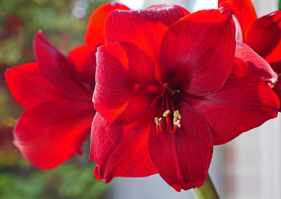 amaryllis2-400x284 Home-CURRENT