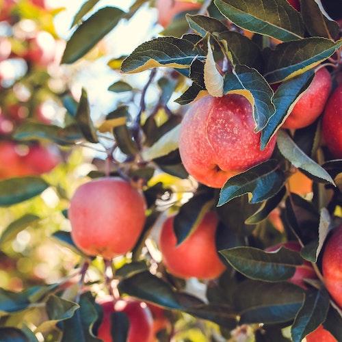 apple-tree-1 Fruits, Herbs, Vegetables