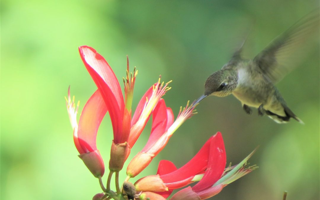 Butterfly and Hummingbird Garden Perennials