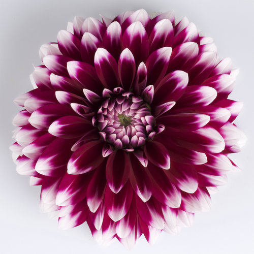 cancun Dahlias - The Dalina® Grande Series