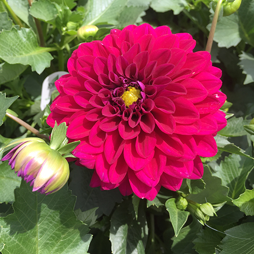 castillo Dahlias - The Dalina® Grande Series