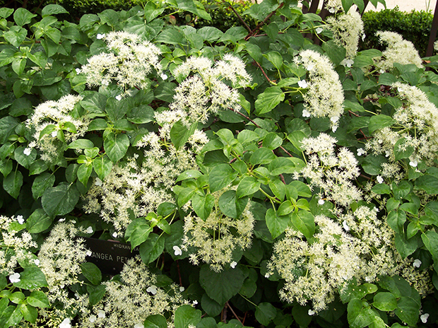 Hydrangeas Climbing