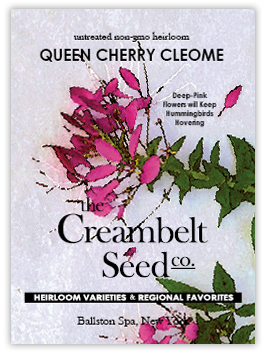 creambeltcleome