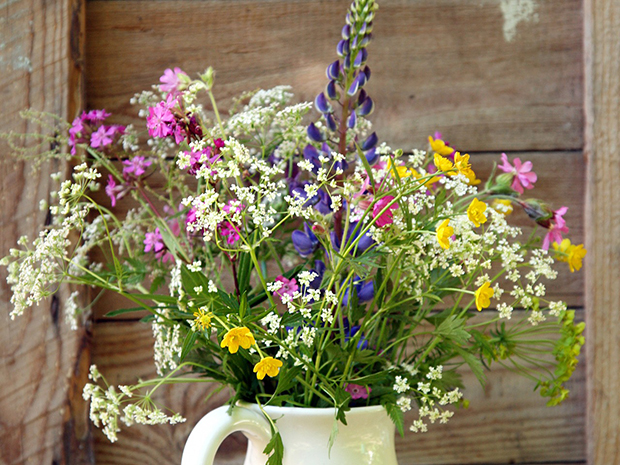 Cutting Garden Perennials