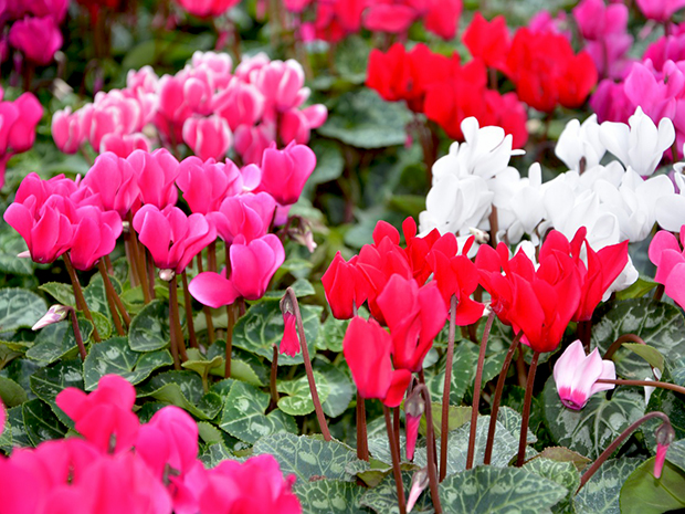 Cyclamen Care