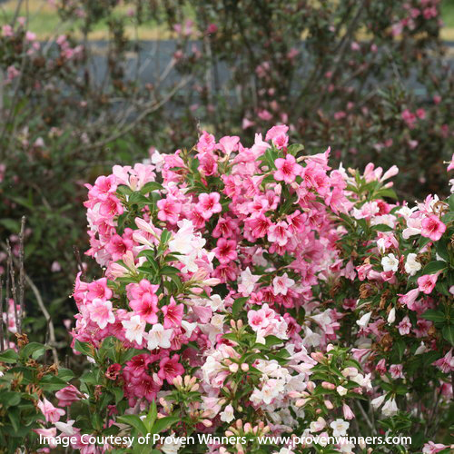 czechmark_trilogy_weigela_1 Weigela