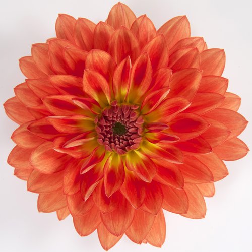 emilio Dahlias - The Dalina® Grande Series