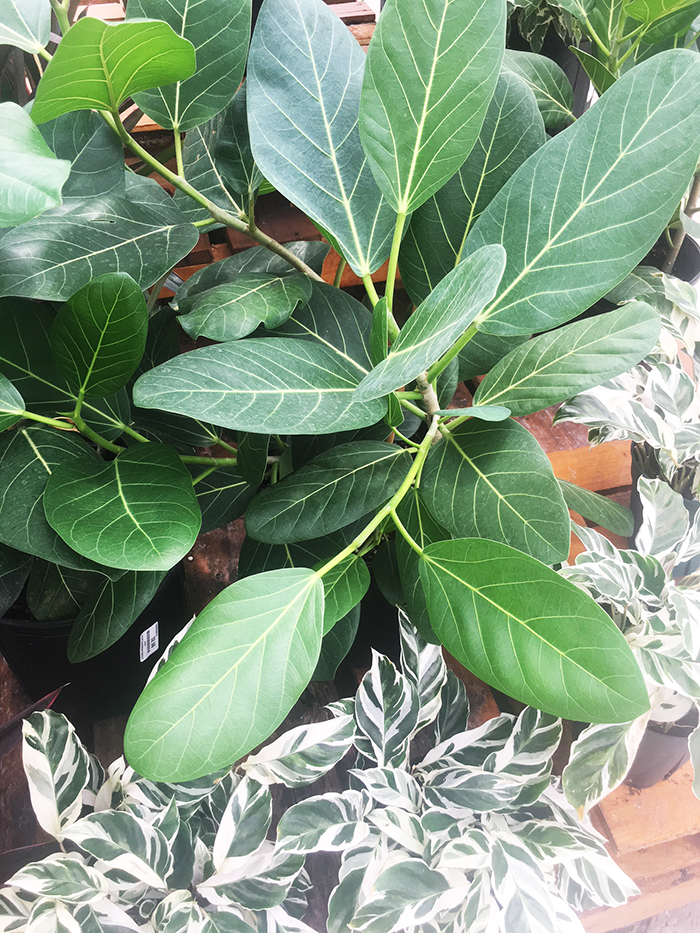 ficusBenghalensis-SM Ficus