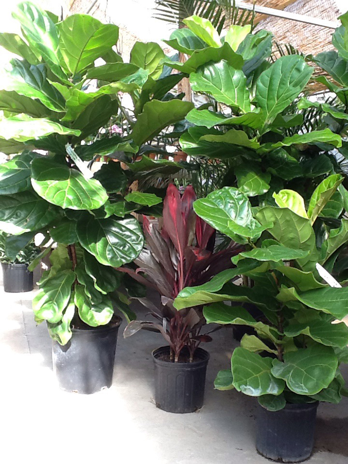 ficuslyriata-sm Ficus