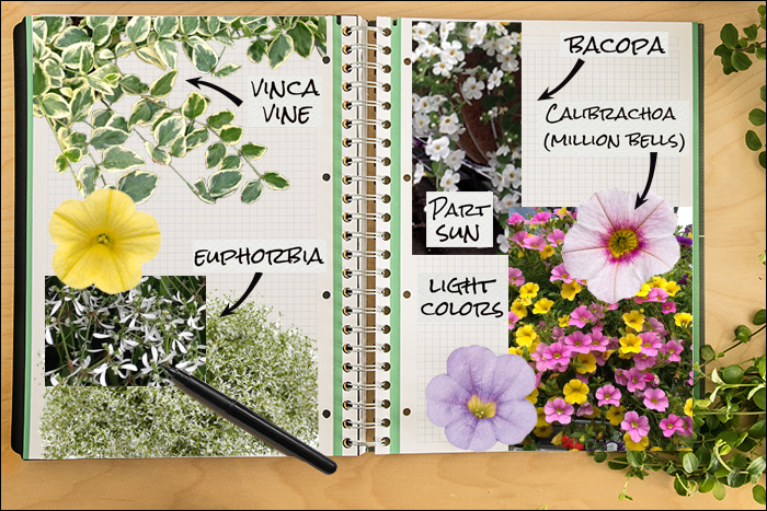 Garden Notebook – A Sweet Annual Container