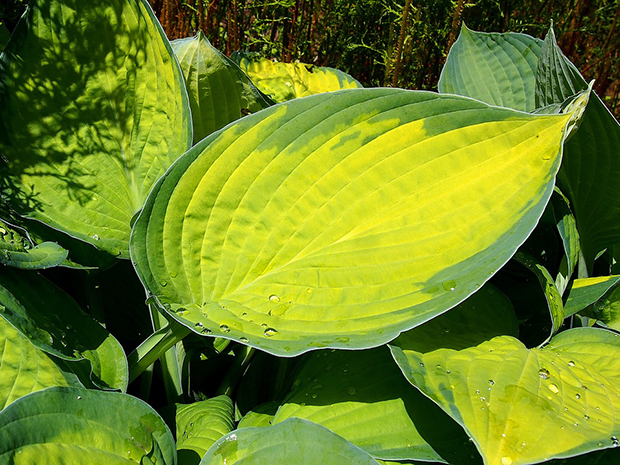 Gold Foliage