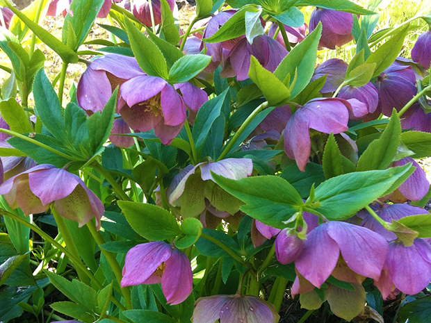 Hello Hellebores