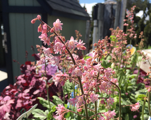 Heuchera & Heucherella